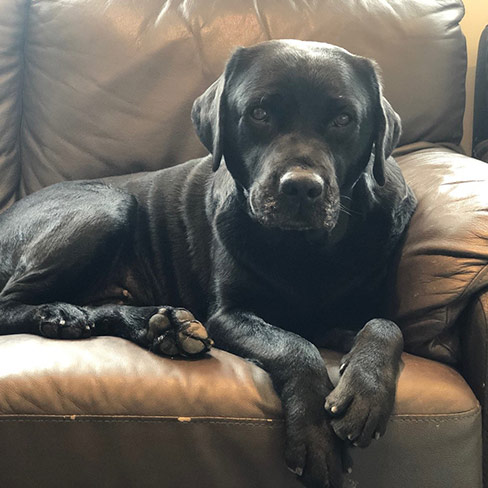 Black Labrador sitting on sofa
