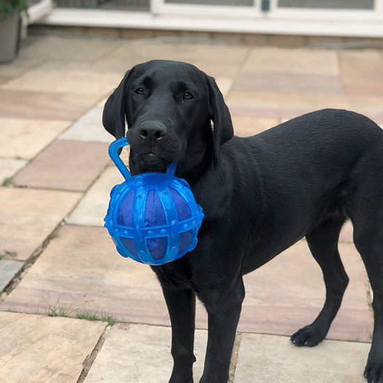 Willow - Chief Toy Tester