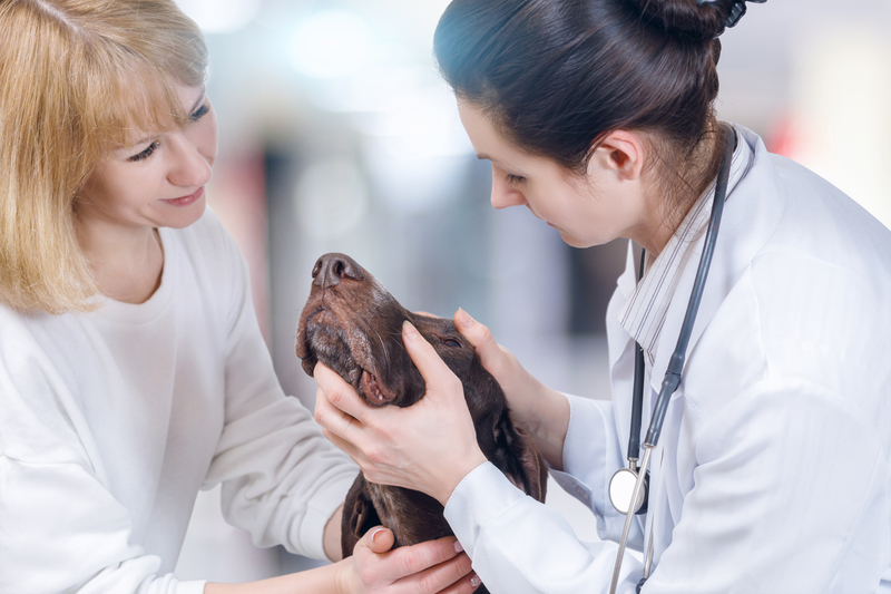 Dog Health Check