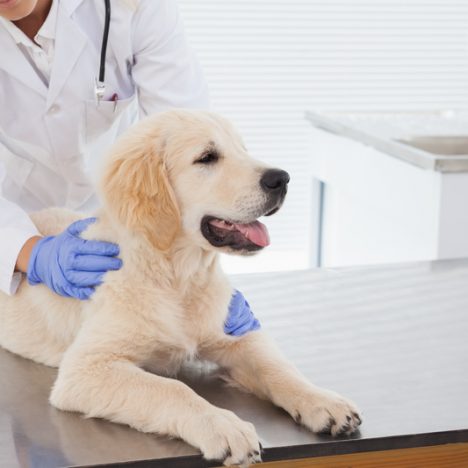 Dog Check up