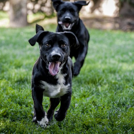 two black dogs running outside on grass
