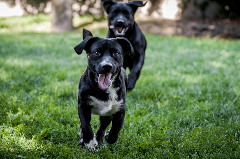 two black dogs running outside on grass