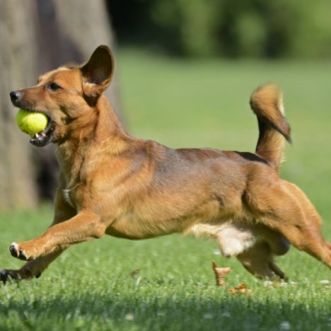 little brown down playing fetch the ball game