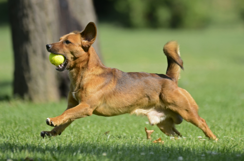 little brown down playing fetch the ball game