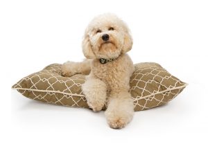 Poodle on a dog bed