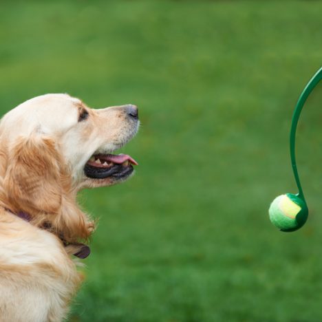 Owner Exercising Golden Retriever By Throwing Ball