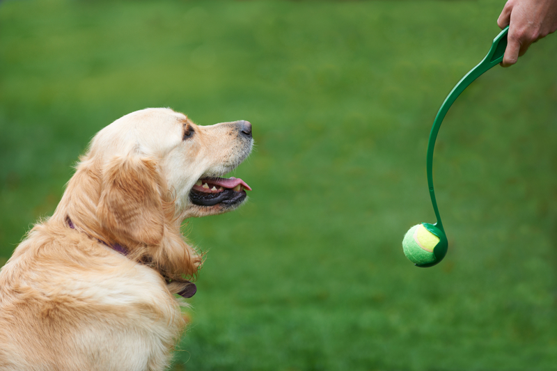 Owner Exercising Golden Retriever By Throwing Ball