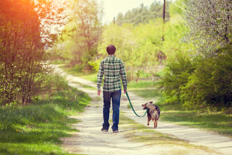 adult dog on a walk