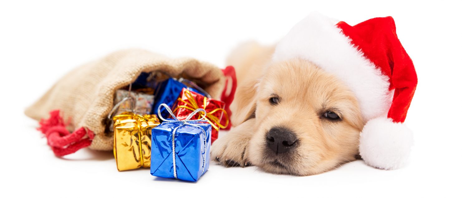 Puppy with stocking full of gifts.