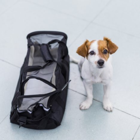 Travelling Abroad With Pet
