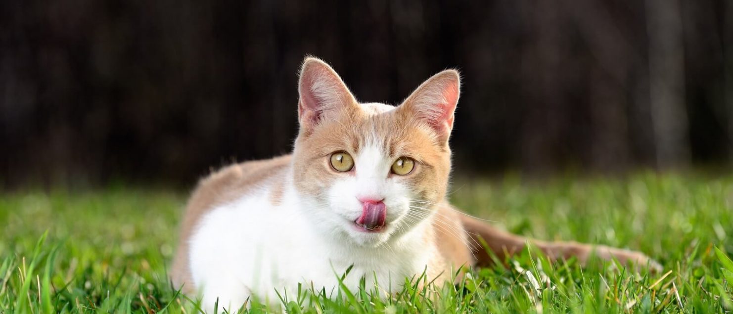 Cat on grass