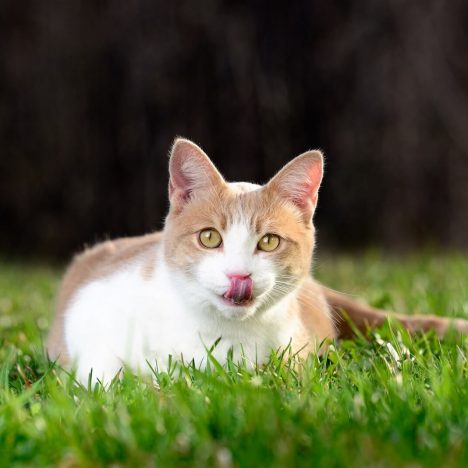 Cat on grass