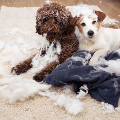 puppies with separation anxiety