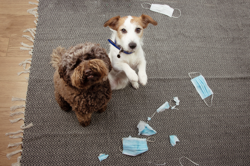 puppies destroying home as they have separation anxiety