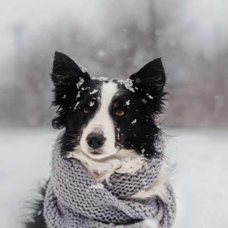 Black and white sheepdog wearing a cosy wool scarf