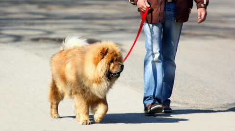 dog walking nicely on lead with owner