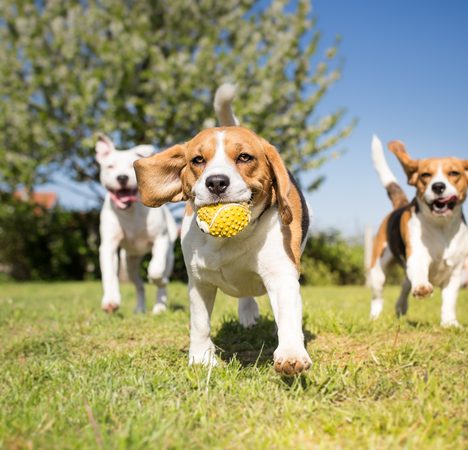 dogs running with tennis ball in mouth