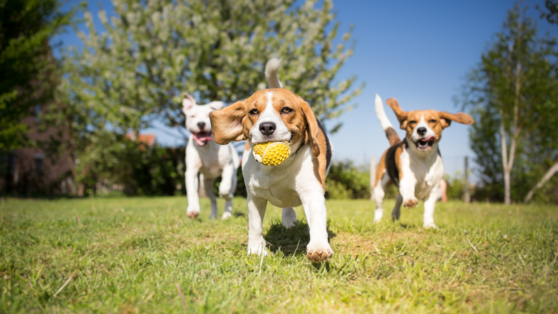 dogs running with tennis ball in mouth