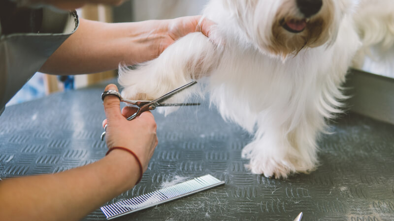 Dog getting groomed