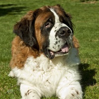 dreamstime_xs_13800491 Large Dog