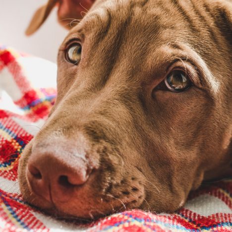 Brown dog lying on red checked blanket outdoors