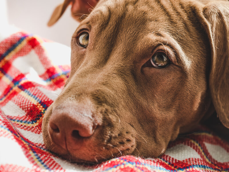 Dog close up