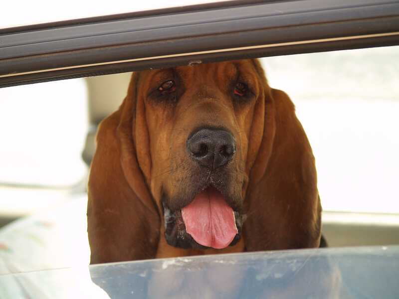 Hot dog in car