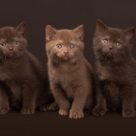 group of kittens