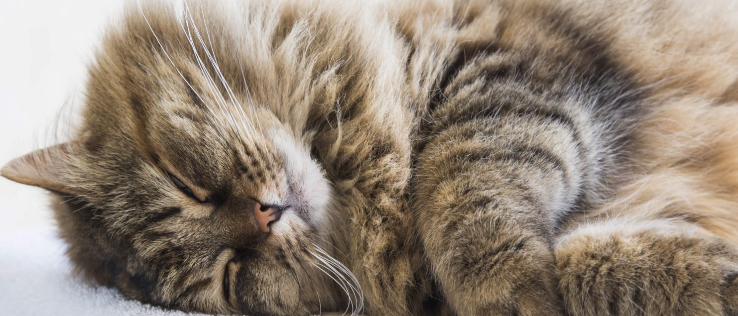 Long Haired Cat