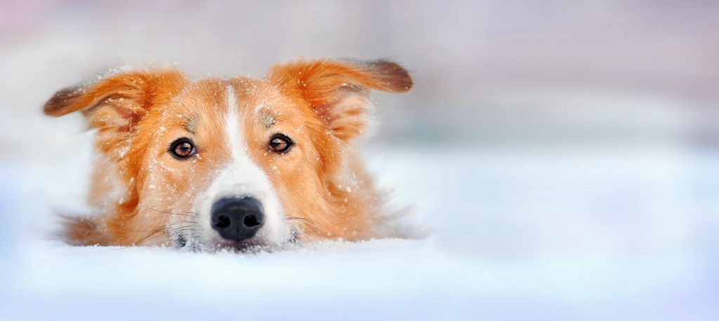 Dog in the snow