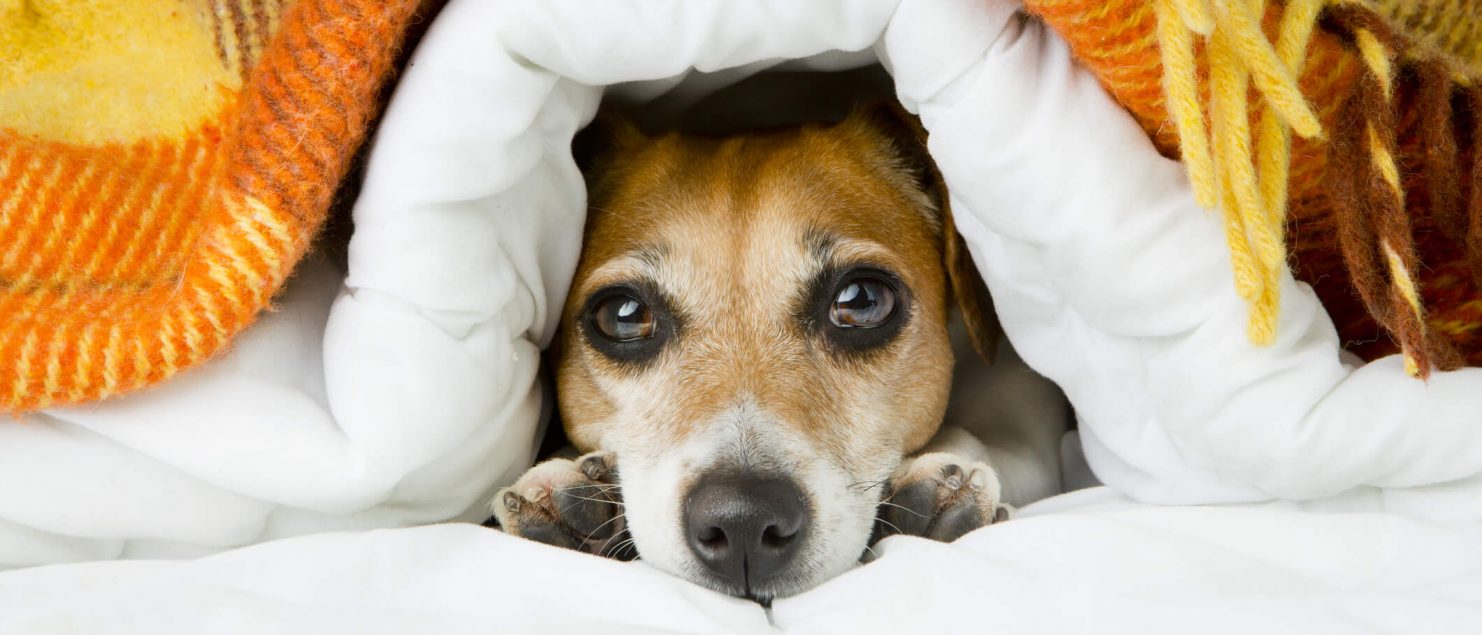 Dog under a blanket