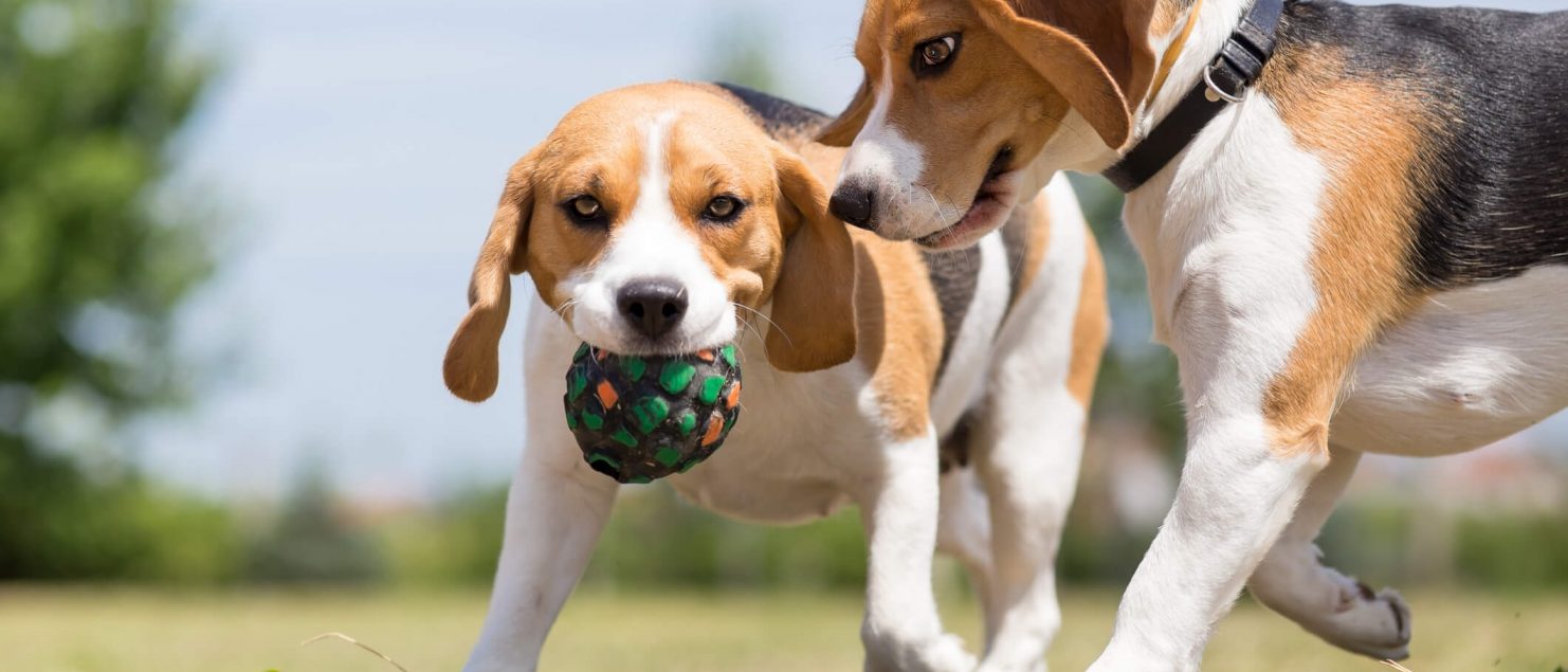 Two Beagle dogs playing