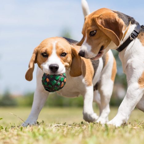 Two Beagle dogs playing