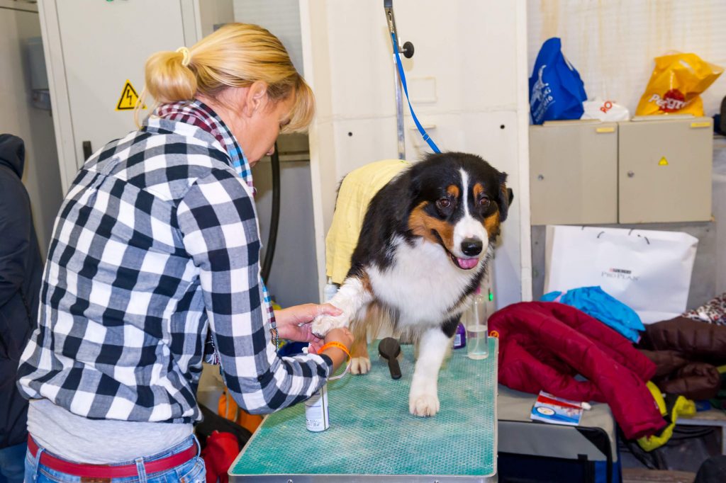 Dog getting groomed.