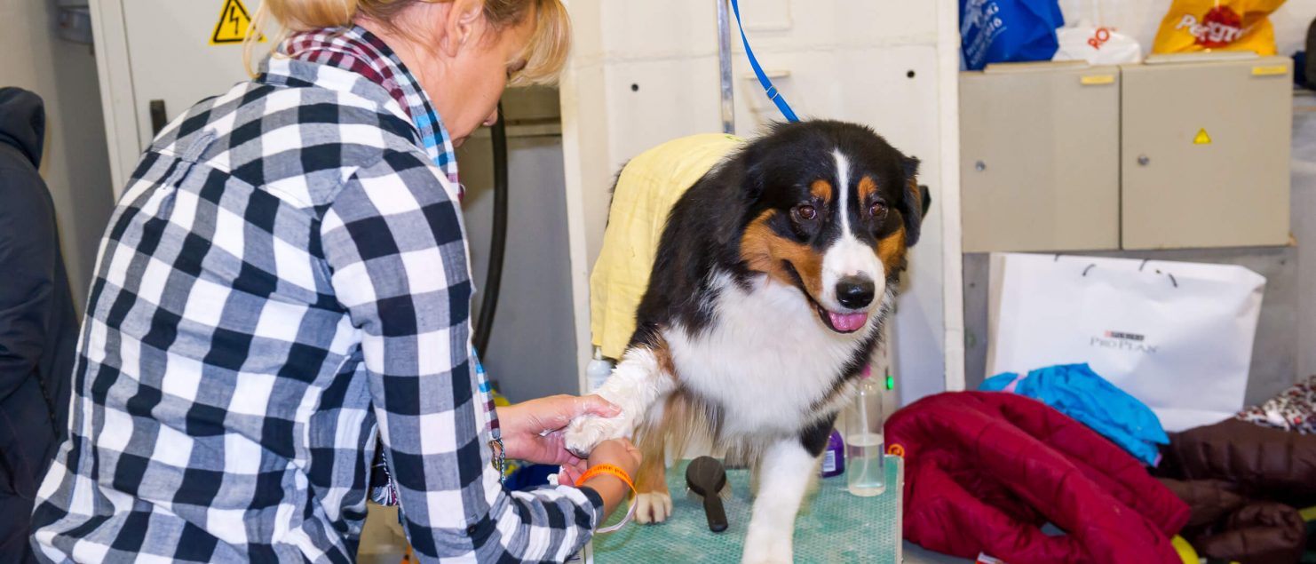 Dog getting groomed.