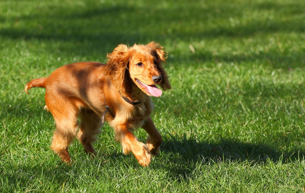 Dog playing.