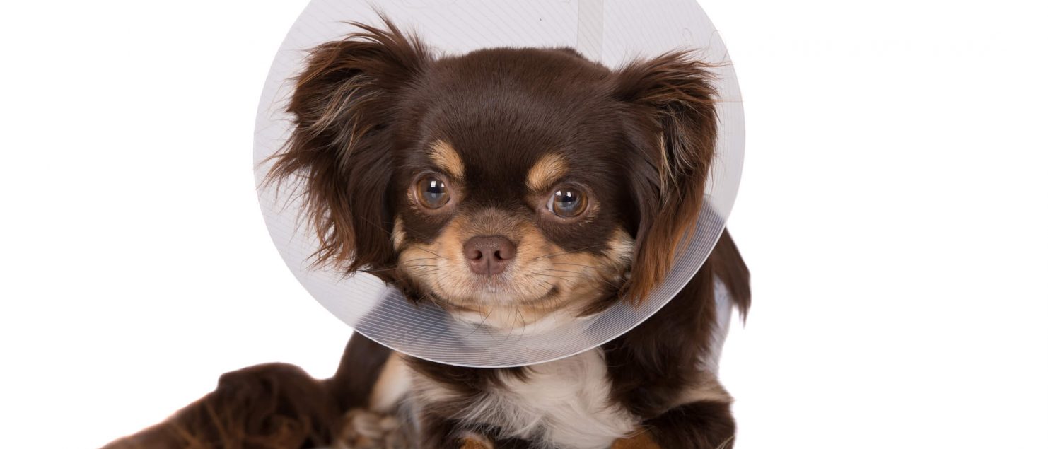 Dog in a cone.