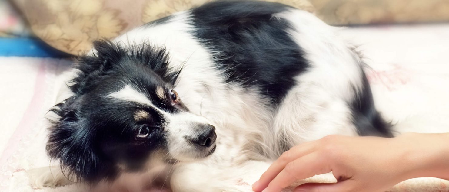 Dog afraid of groomer and being handled