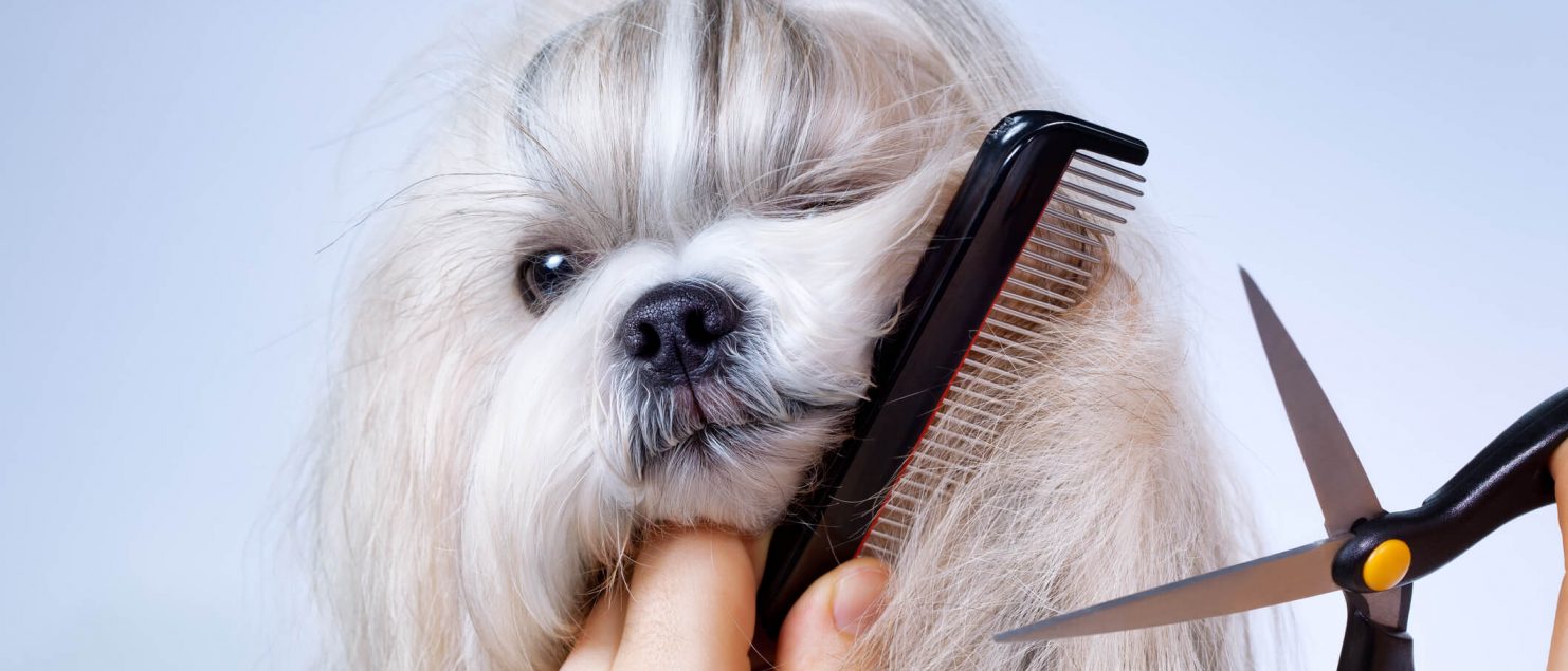 Dog grooming