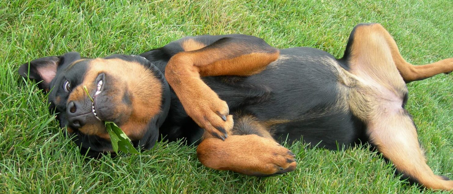 Puppy Dog Begs for Tummy Rub