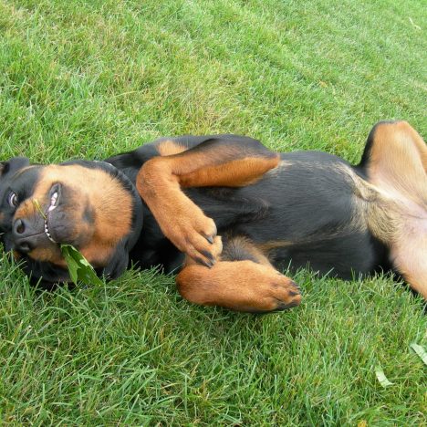 Puppy Dog Begs for Tummy Rub