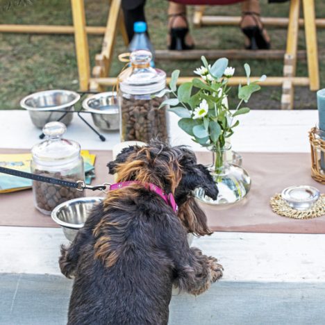 Pets during festive season