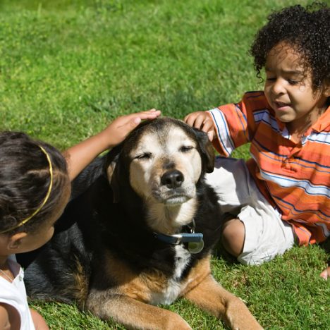 Canine companionship