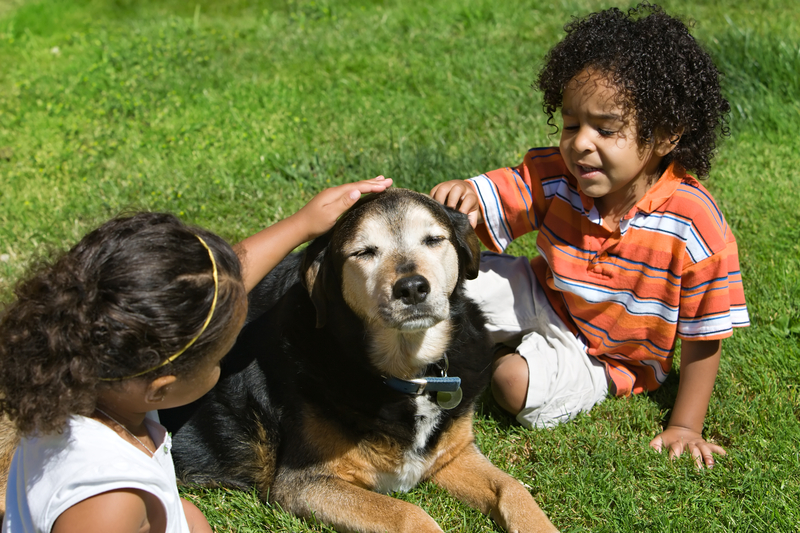 Canine companionship