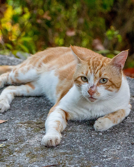 Managing Stress In Cats